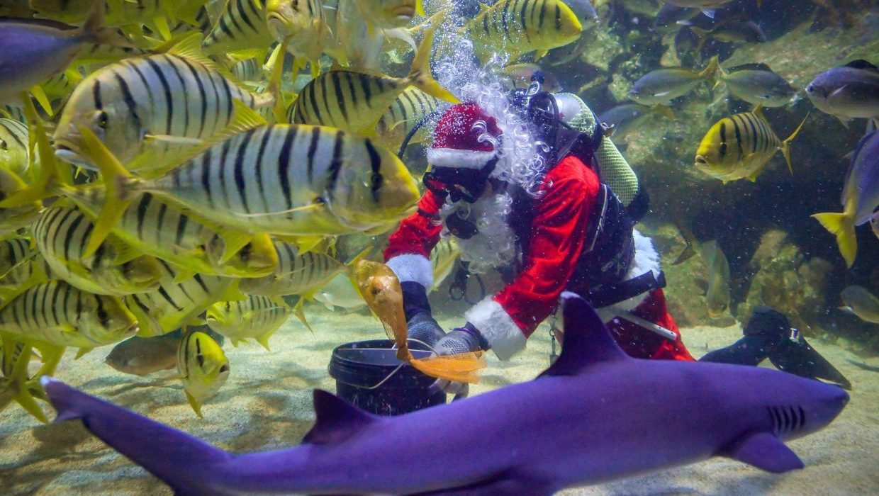 KUALA LUMPUR, Dec 18 — Professional diver Mohd Salwa Mustaffa, 39, fed the marine animals in the 5,600-square-metre aquarium, which showcases 5,000 land and aquatic creatures, during a feeding show at Aquaria KLCC today in conjunction with the Christmas celebration. Behind the legendary costume of the well-known figure who gives gifts to children during Christmas is professional diver Mohd Salwa Mustaffa, 39, who has been involved in the diving world for more than 17 years and has served with the aquarium centre for nine years. — photoBERNAMA (2024) ALL RIGHTS RESERVED