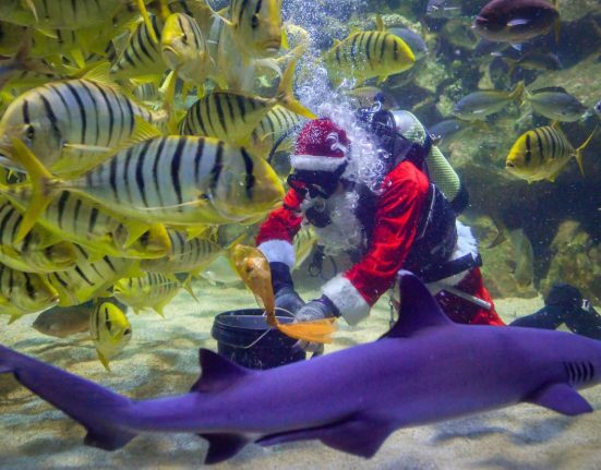 KUALA LUMPUR, Dec 18 — Professional diver Mohd Salwa Mustaffa, 39, fed the marine animals in the 5,600-square-metre aquarium, which showcases 5,000 land and aquatic creatures, during a feeding show at Aquaria KLCC today in conjunction with the Christmas celebration. Behind the legendary costume of the well-known figure who gives gifts to children during Christmas is professional diver Mohd Salwa Mustaffa, 39, who has been involved in the diving world for more than 17 years and has served with the aquarium centre for nine years. — photoBERNAMA (2024) ALL RIGHTS RESERVED