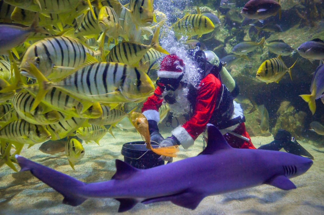 KUALA LUMPUR, Dec 18 — Professional diver Mohd Salwa Mustaffa, 39, fed the marine animals in the 5,600-square-metre aquarium, which showcases 5,000 land and aquatic creatures, during a feeding show at Aquaria KLCC today in conjunction with the Christmas celebration. Behind the legendary costume of the well-known figure who gives gifts to children during Christmas is professional diver Mohd Salwa Mustaffa, 39, who has been involved in the diving world for more than 17 years and has served with the aquarium centre for nine years. — photoBERNAMA (2024) ALL RIGHTS RESERVED