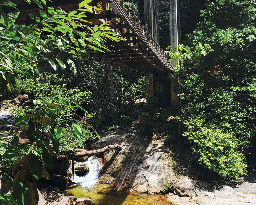 Chemerong Forest Reserve trail