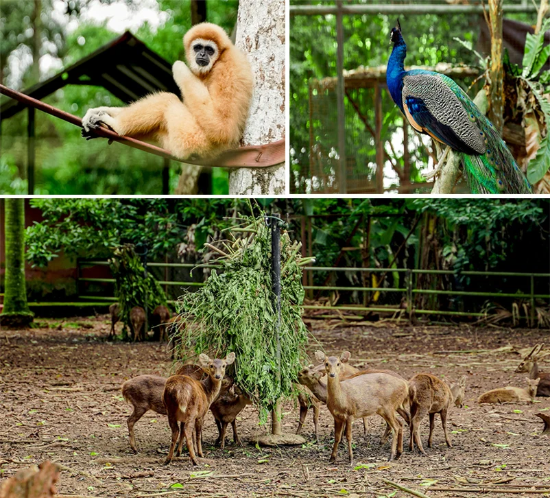 Zoo Melaka Night Safari