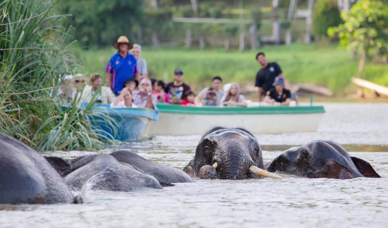 Pygmy Elephants at Kinabatangan River