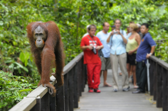 Sepilok Orangutan Rehabilitation Centre