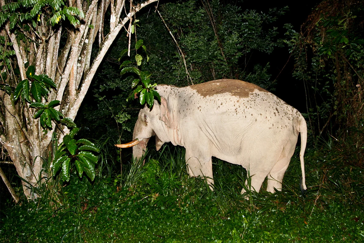 Taman Negara Rainforest